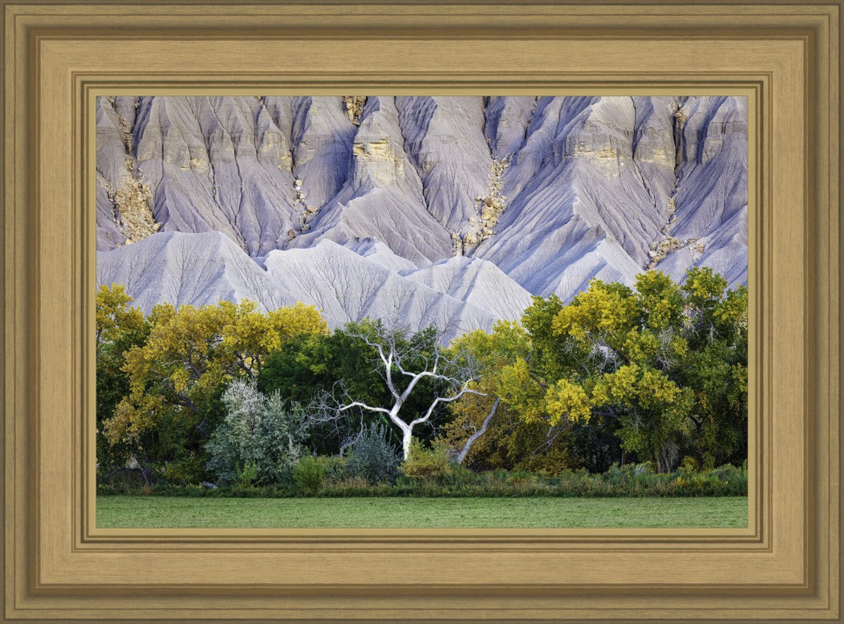 Ghost Tree