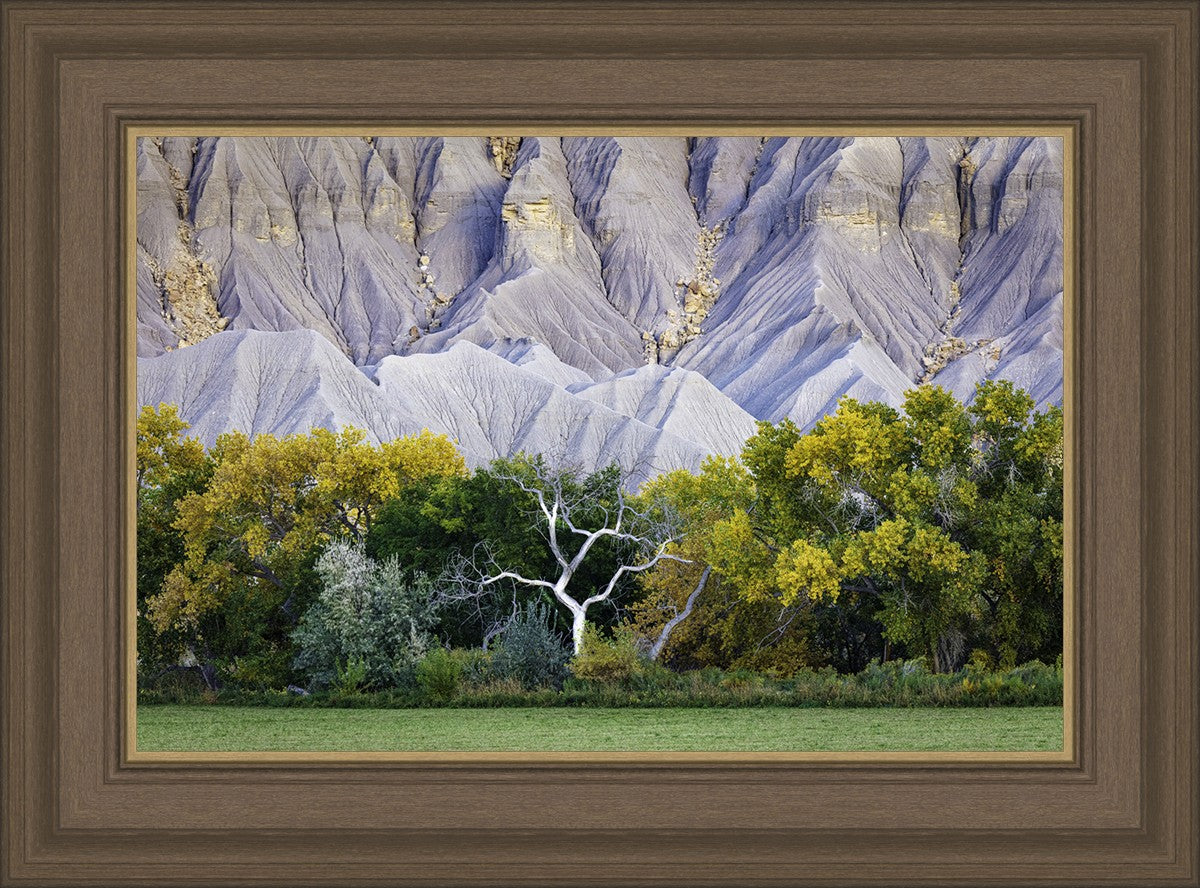 Ghost Tree