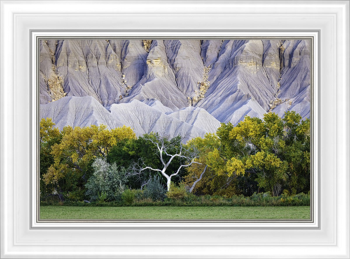 Ghost Tree