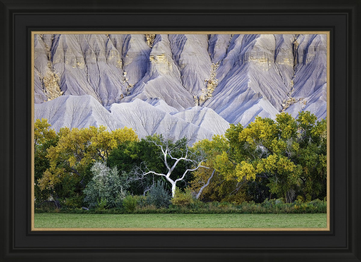 Ghost Tree