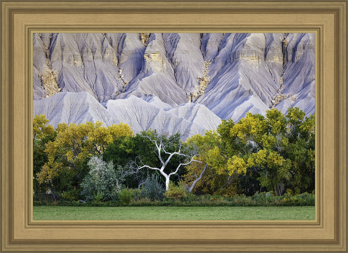 Ghost Tree