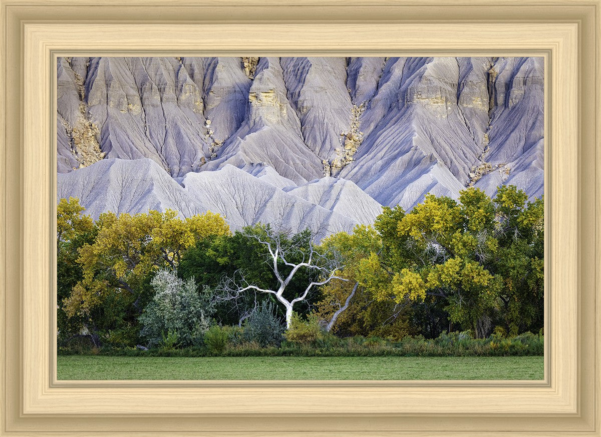 Ghost Tree