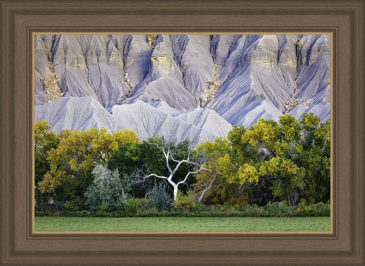Ghost Tree