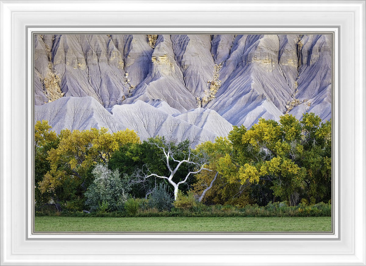Ghost Tree