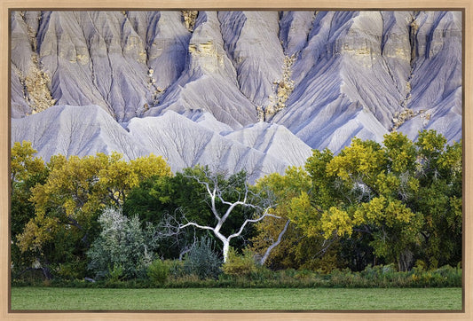 Ghost Tree