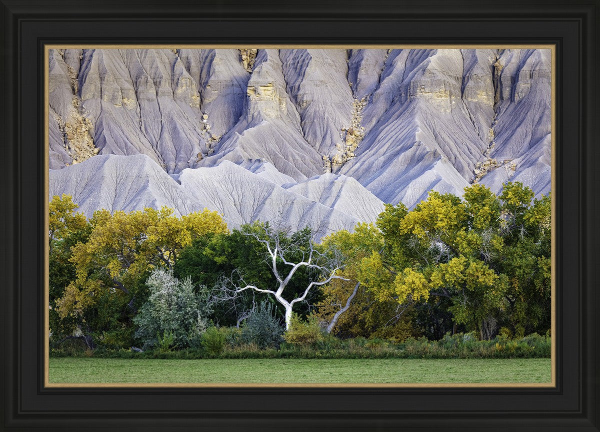 Ghost Tree