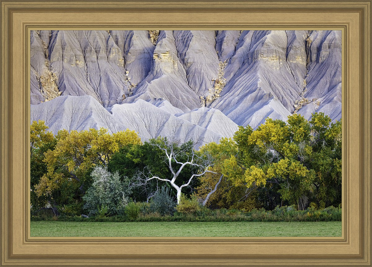 Ghost Tree
