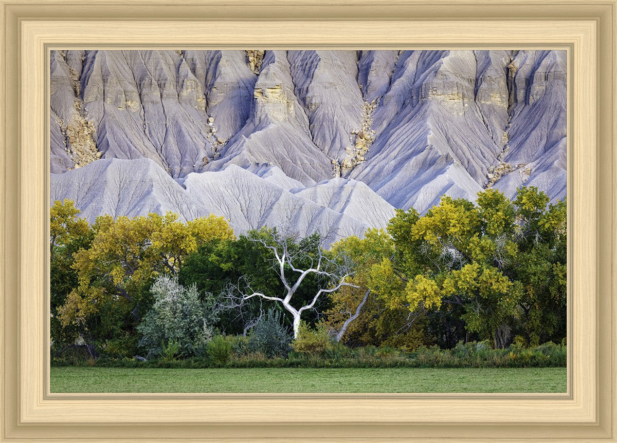 Ghost Tree