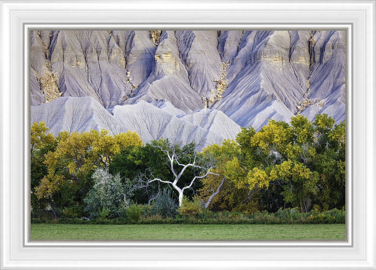 Ghost Tree