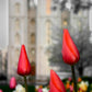 Salt Lake City Temple Beginning Transformation