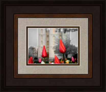 Salt Lake City Temple Beginning Transformation