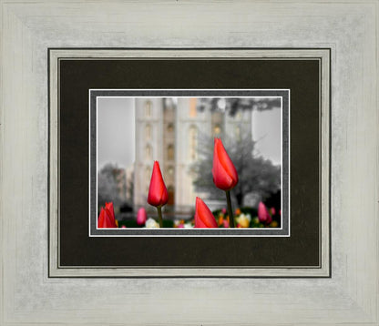 Salt Lake City Temple Beginning Transformation