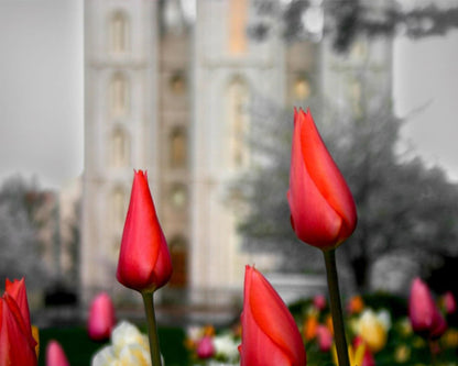 Salt Lake City Temple Beginning Transformation Gallery Wrap