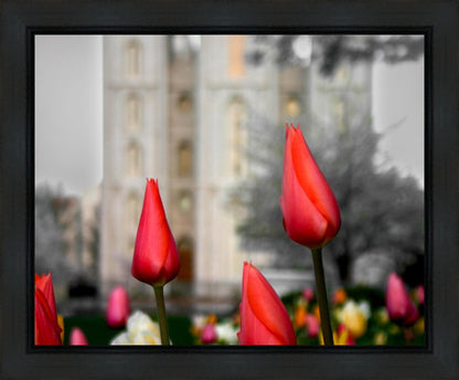 Salt Lake City Temple Beginning Transformation Gallery Wrap