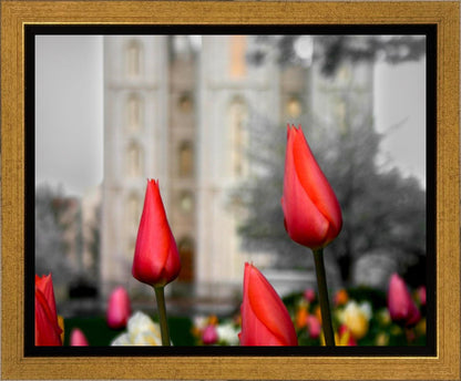 Salt Lake City Temple Beginning Transformation Gallery Wrap