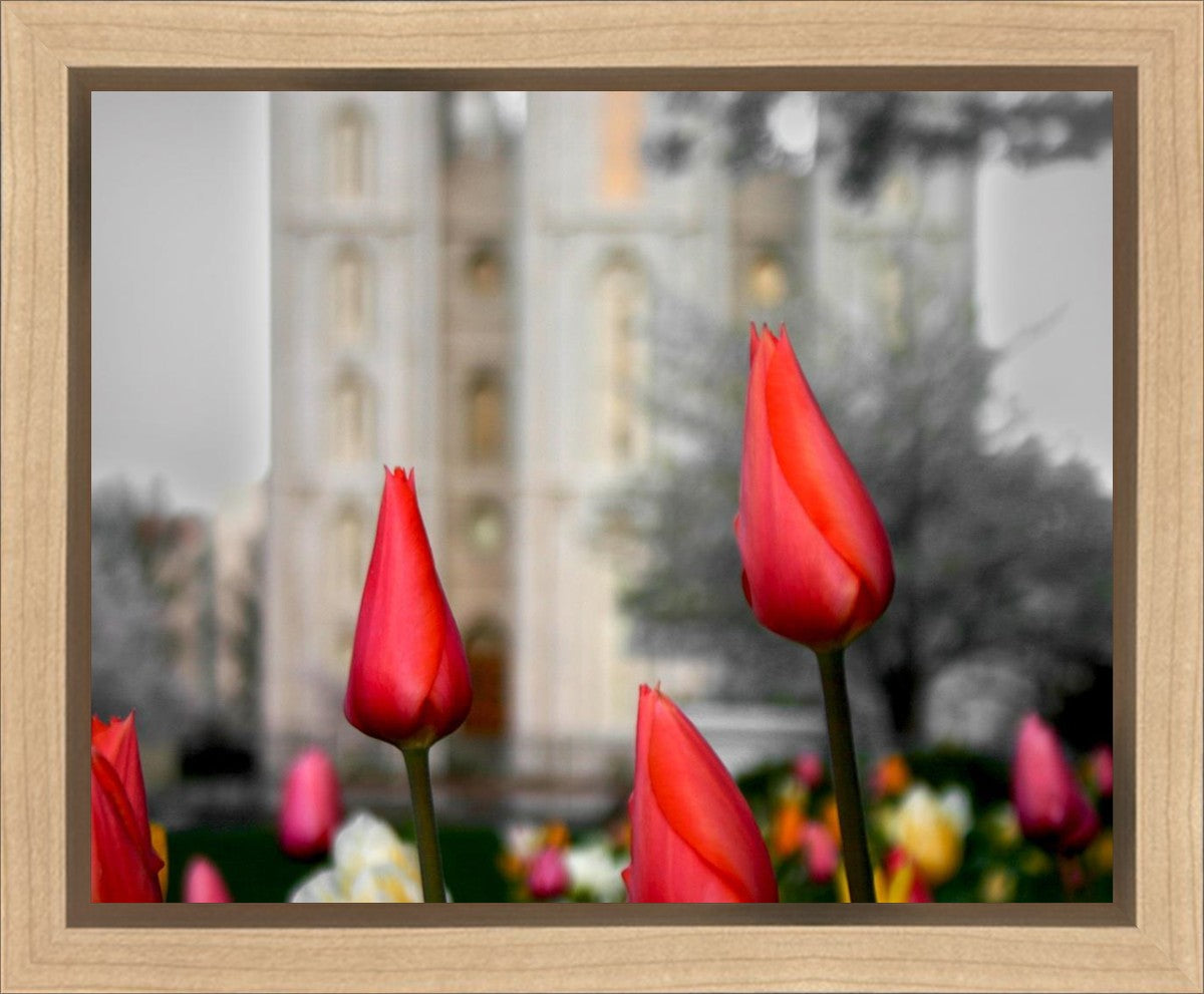 Salt Lake City Temple Beginning Transformation Gallery Wrap