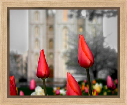 Salt Lake City Temple Beginning Transformation Gallery Wrap
