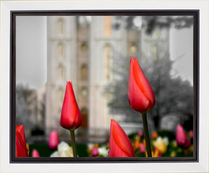 Salt Lake City Temple Beginning Transformation Gallery Wrap