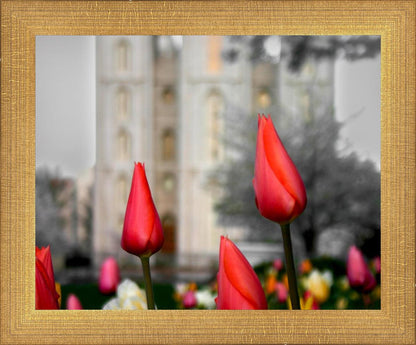 Salt Lake City Temple Beginning Transformation
