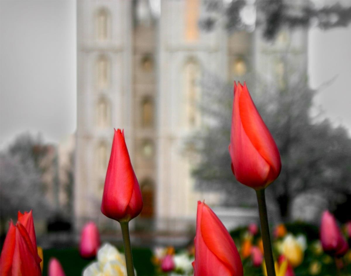 Salt Lake City Temple Beginning Transformation Gallery Wrap