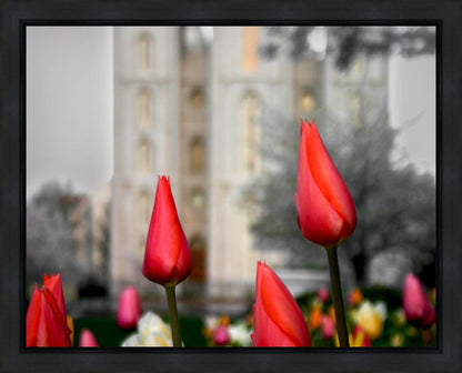 Salt Lake City Temple Beginning Transformation Gallery Wrap