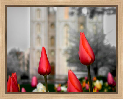 Salt Lake City Temple Beginning Transformation Gallery Wrap