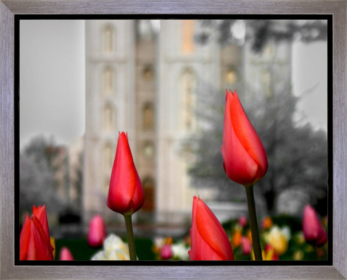 Salt Lake City Temple Beginning Transformation Gallery Wrap