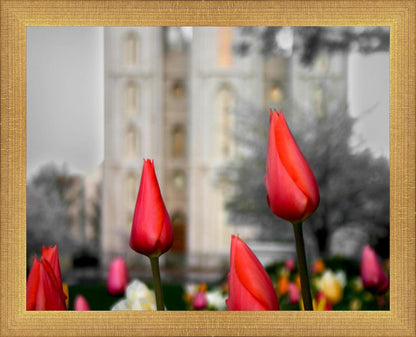 Salt Lake City Temple Beginning Transformation