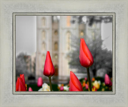 Salt Lake City Temple Beginning Transformation
