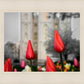 Salt Lake City Temple Beginning Transformation