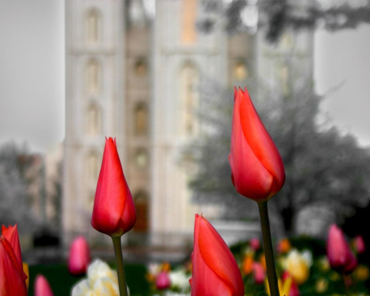 Salt Lake City Temple Beginning Transformation Gallery Wrap