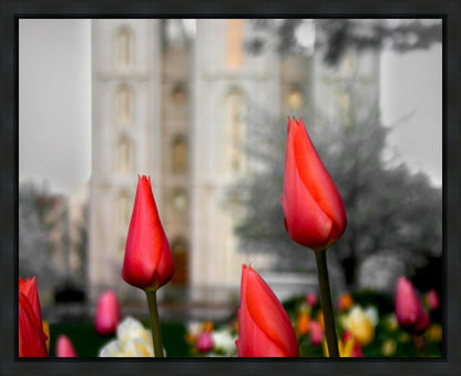 Salt Lake City Temple Beginning Transformation Gallery Wrap