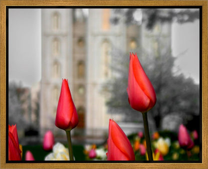 Salt Lake City Temple Beginning Transformation Gallery Wrap