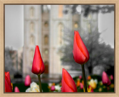 Salt Lake City Temple Beginning Transformation Gallery Wrap