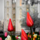 Salt Lake City Temple Beginning Transformation