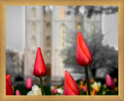 Salt Lake City Temple Beginning Transformation