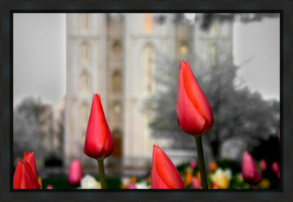 Salt Lake City Temple Beginning Transformation Gallery Wrap