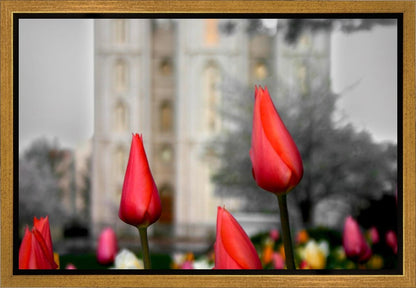 Salt Lake City Temple Beginning Transformation Gallery Wrap