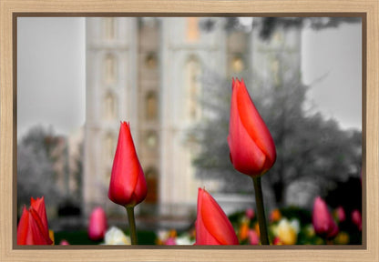 Salt Lake City Temple Beginning Transformation Gallery Wrap