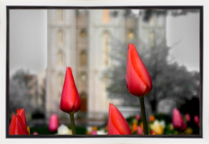 Salt Lake City Temple Beginning Transformation Gallery Wrap