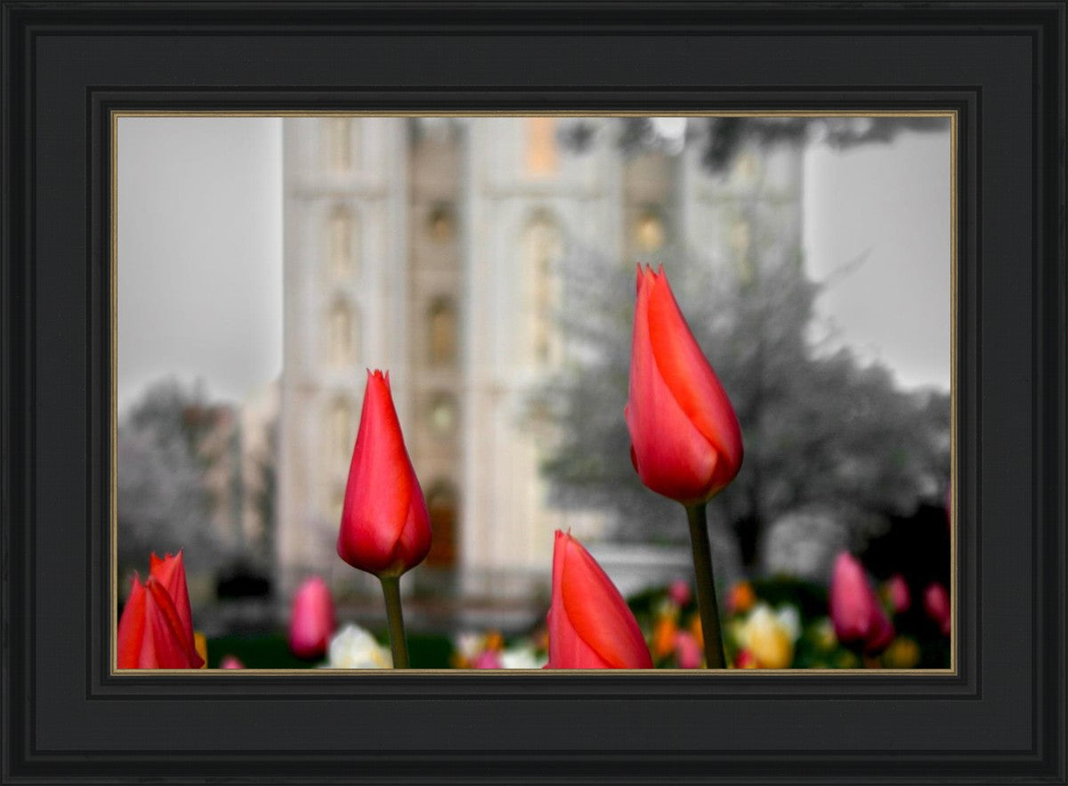 Salt Lake City Temple Beginning Transformation