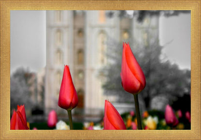 Salt Lake City Temple Beginning Transformation