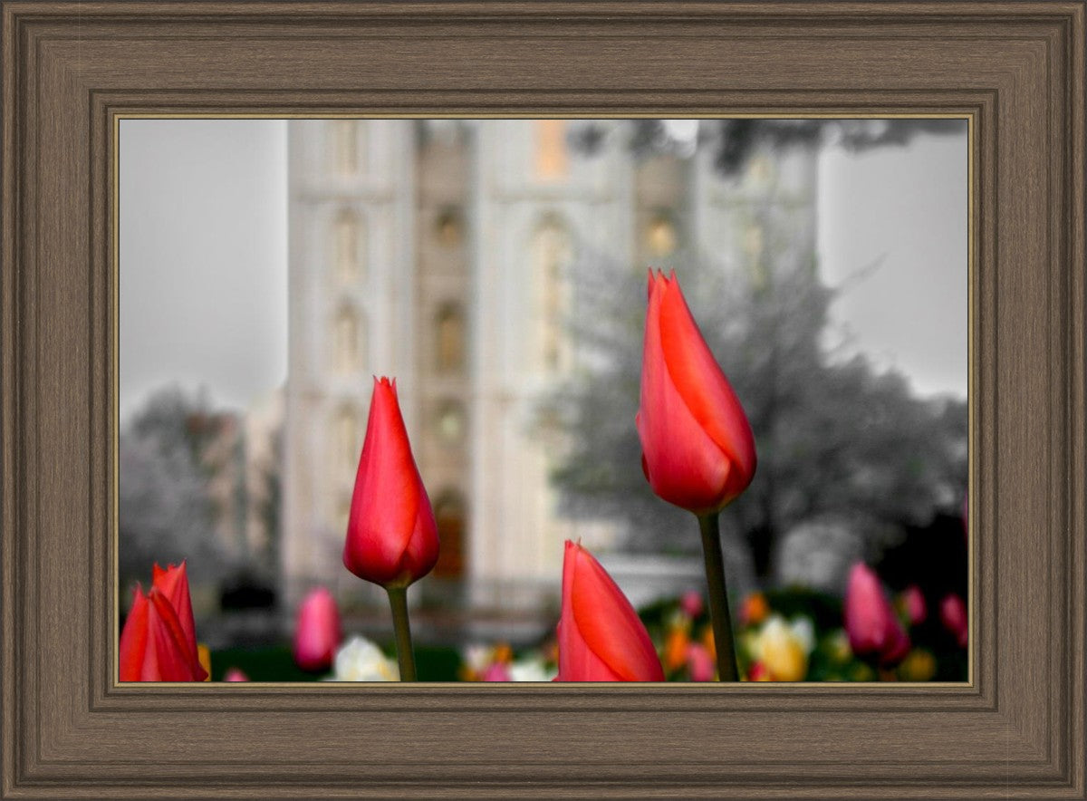 Salt Lake City Temple Beginning Transformation