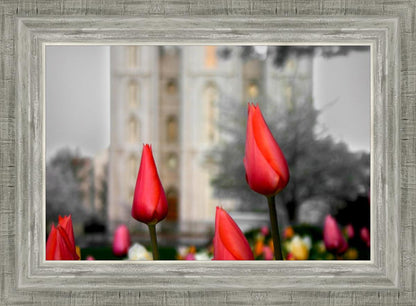 Salt Lake City Temple Beginning Transformation