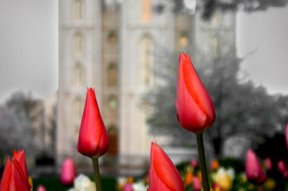 Salt Lake City Temple Beginning Transformation Gallery Wrap