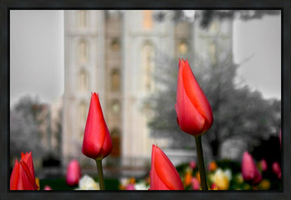 Salt Lake City Temple Beginning Transformation Gallery Wrap