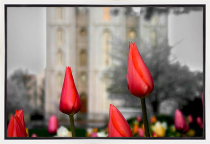 Salt Lake City Temple Beginning Transformation Gallery Wrap