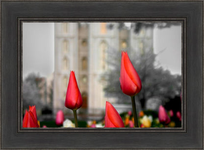 Salt Lake City Temple Beginning Transformation