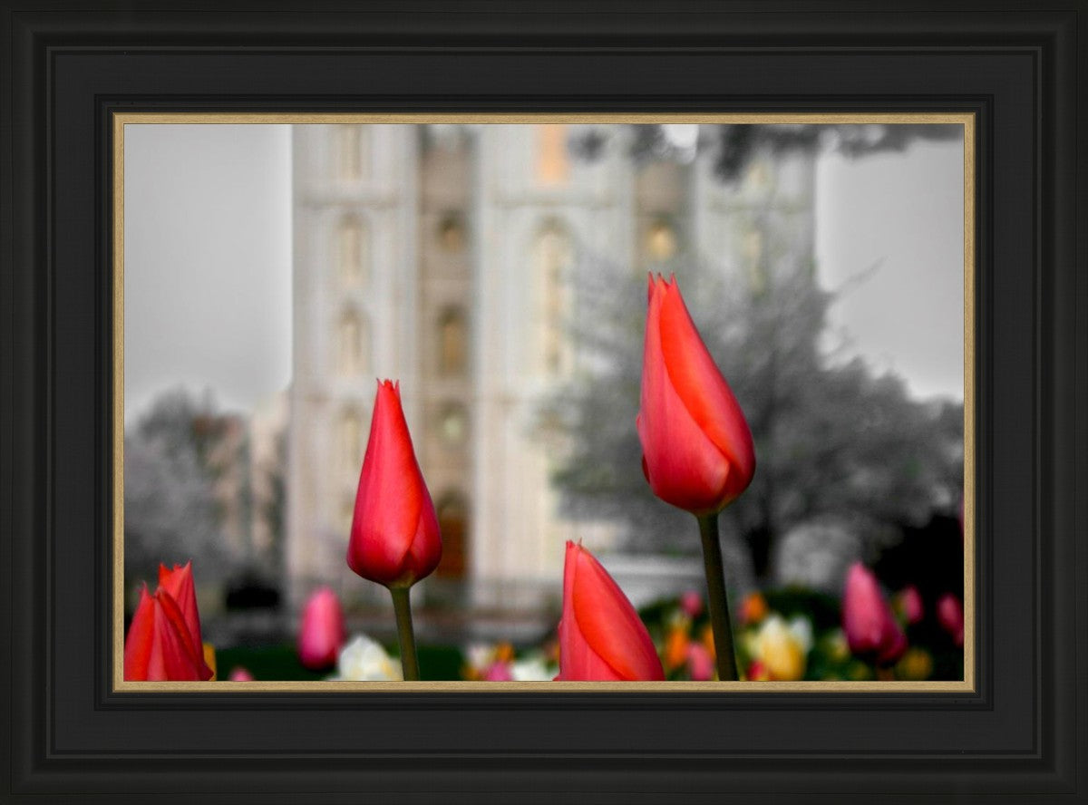 Salt Lake City Temple Beginning Transformation