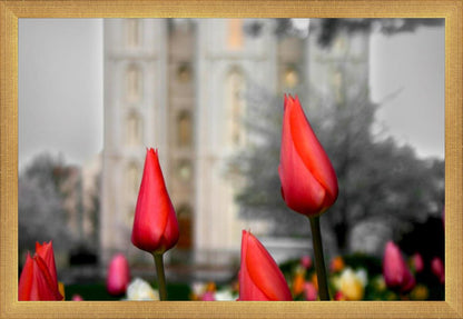 Salt Lake City Temple Beginning Transformation